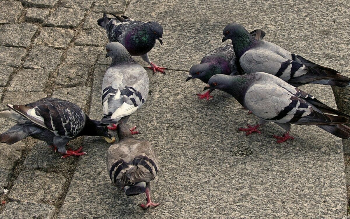 Mehrere Tauben picken Futter auf der Straße Mehrere Tauben picken Futter auf der Straße